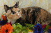 Zupora the Pretty Calico