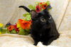 Monica the Sweetheart