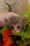 Horatio the Sailor Kitten