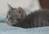 Horatio the Sailor Kitten