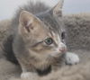 Horatio the Sailor Kitten