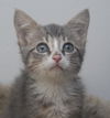 Horatio the Sailor Kitten