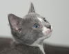 Drake the Silly Seafaring Kitten
