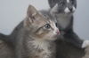 Drake the Silly Seafaring Kitten