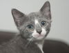 Drake the Silly Seafaring Kitten