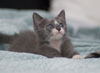 Drake the Silly Seafaring Kitten