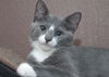 Drake the Silly Seafaring Kitten