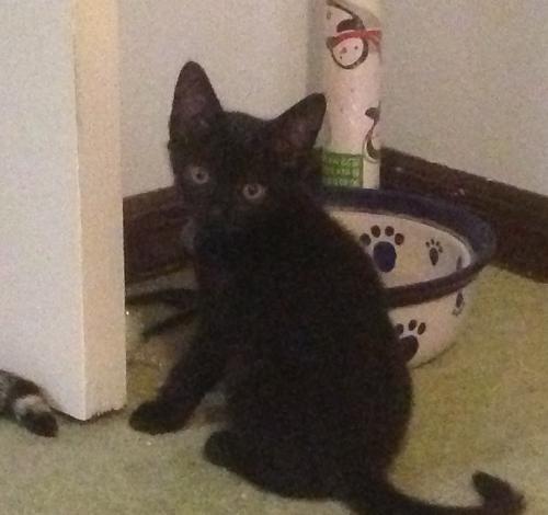 Ashton the Silly Kitten