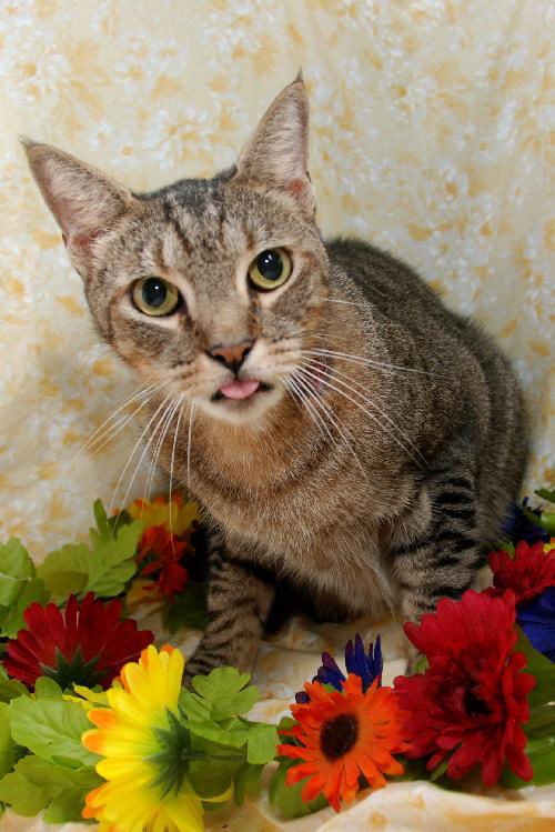 Leo the Sweet Boy -DeClawed
