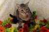 Leo the Sweet Boy -DeClawed