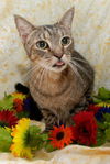 Leo the Sweet Boy -DeClawed