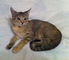 Penelope the Coat of Many Colors Kitten