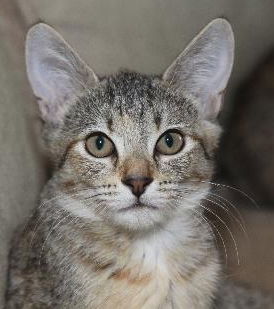 Penelope the Coat of Many Colors Kitten