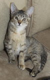 Penelope the Coat of Many Colors Kitten