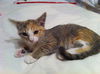 Sally the Kitten