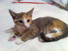 Sally the Kitten