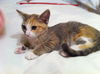 Sally the Kitten