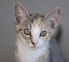 Sally the Kitten