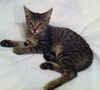 Penny the Butterball Kitten