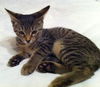 Penny the Butterball Kitten