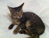 Penny the Butterball Kitten