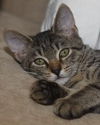 Penny the Butterball Kitten