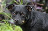Gilly the Schipperke Blend