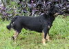 Gilly the Schipperke Blend