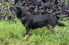 Gilly the Schipperke Blend