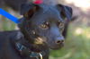 Gilly the Schipperke Blend