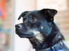 Gilly the Schipperke Blend