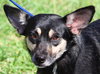 Karli the Longhaired Chihuahua