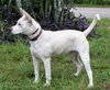 Lexie the Shepherd Blend