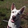 Lexie the Shepherd Blend