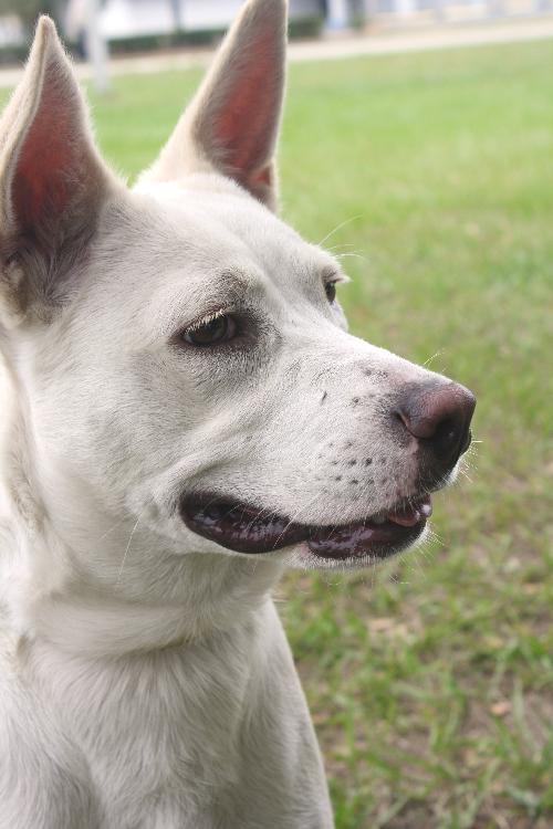 Lexie the Shepherd Blend