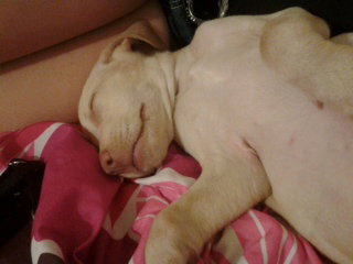 Hula the Yellow Retriever Puppy