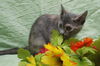 Peanut the Tomboy Kitten