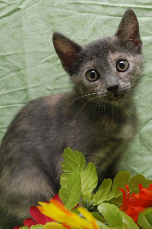 Peanut the Tomboy Kitten