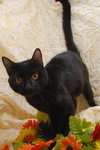 Marshall the panther like cat