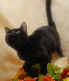 Marshall the panther like cat