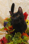 Marshall the panther like cat
