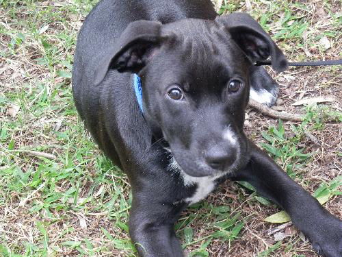 Hal the Rainbow Puppy