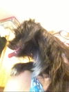 Aleaha the Cairn Terrier Blend Momma