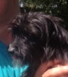 Aleaha the Cairn Terrier Blend Momma