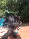 Aleaha the Cairn Terrier Blend Momma