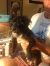 Aleaha the Cairn Terrier Blend Momma