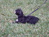 Aleaha the Cairn Terrier Blend Momma