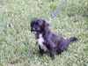 Aleaha the Cairn Terrier Blend Momma