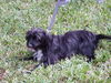 Aleaha the Cairn Terrier Blend Momma