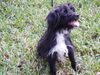 Aleaha the Cairn Terrier Blend Momma